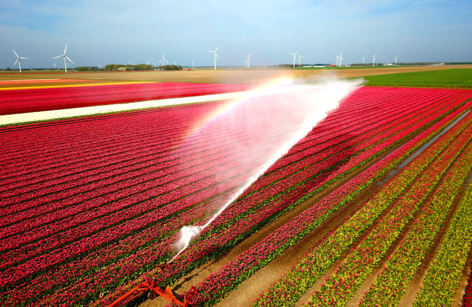 Nederlandse tulpen bewaterd met behulp van Tyro M2M-systeem